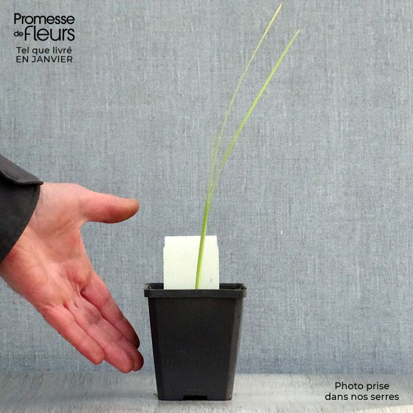 Amostra de Schizostylis coccinea Alba Vaso de 7/8 cm tal como entregue no inverno