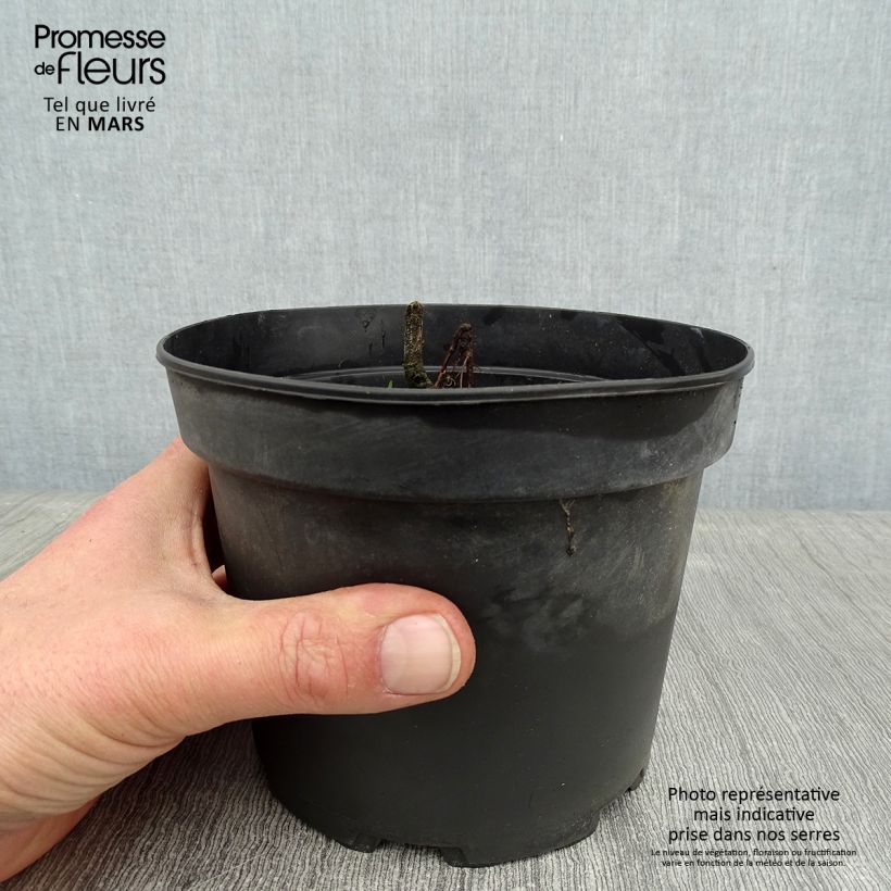 Amostra de Schizostylis coccinea Alba Vaso de 2 L/3 L tal como entregue no inverno