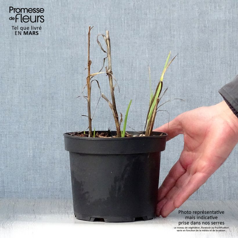 Amostra de Schizostylis coccinea Alba Vaso de 2 L/3 L tal como entregue na primavera