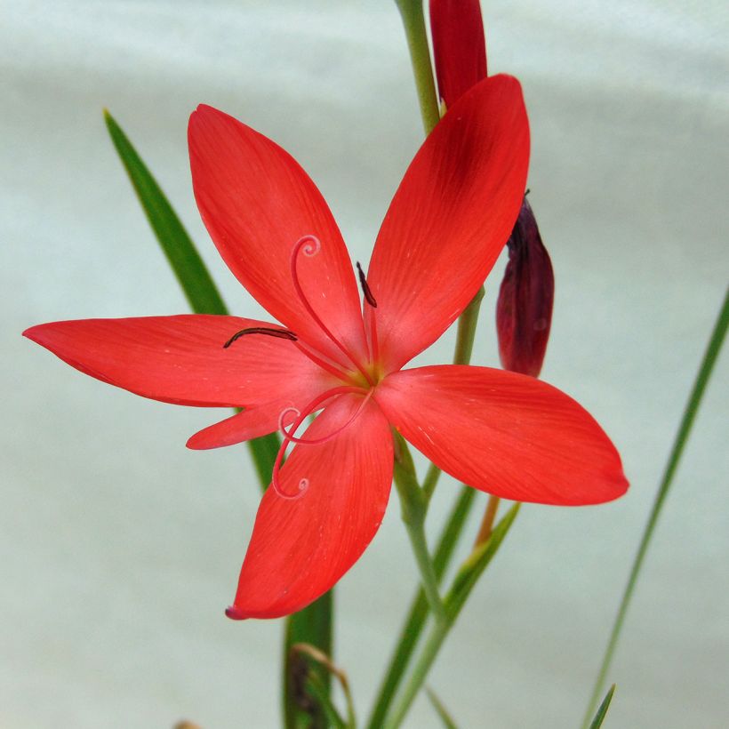 Schizostylis coccinea Major (Floração)