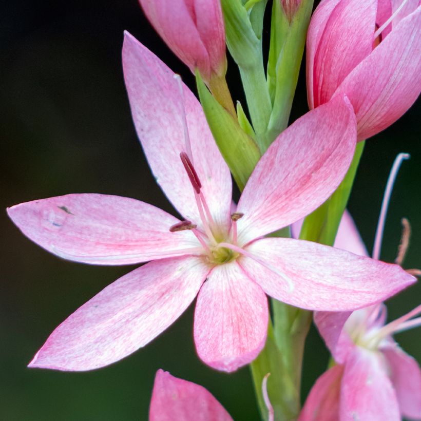 Schizostylis coccinea Rosea (Floração)