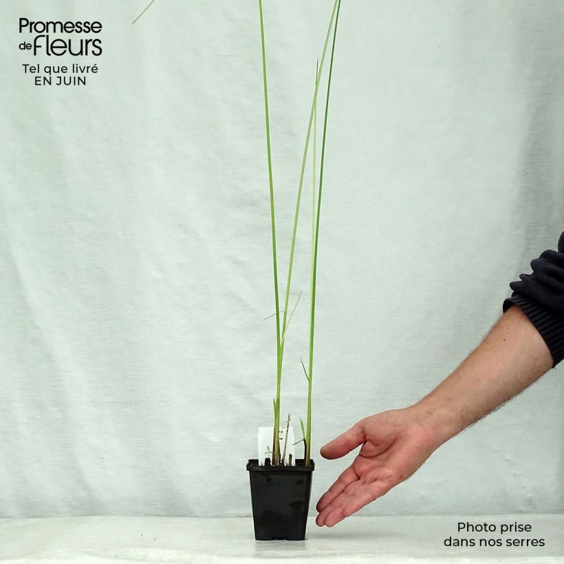 Amostra de Schoenoplectus lacustris subsp. tabernaemontani Albescens Vaso de 8/9 cm tal como entregue no verão