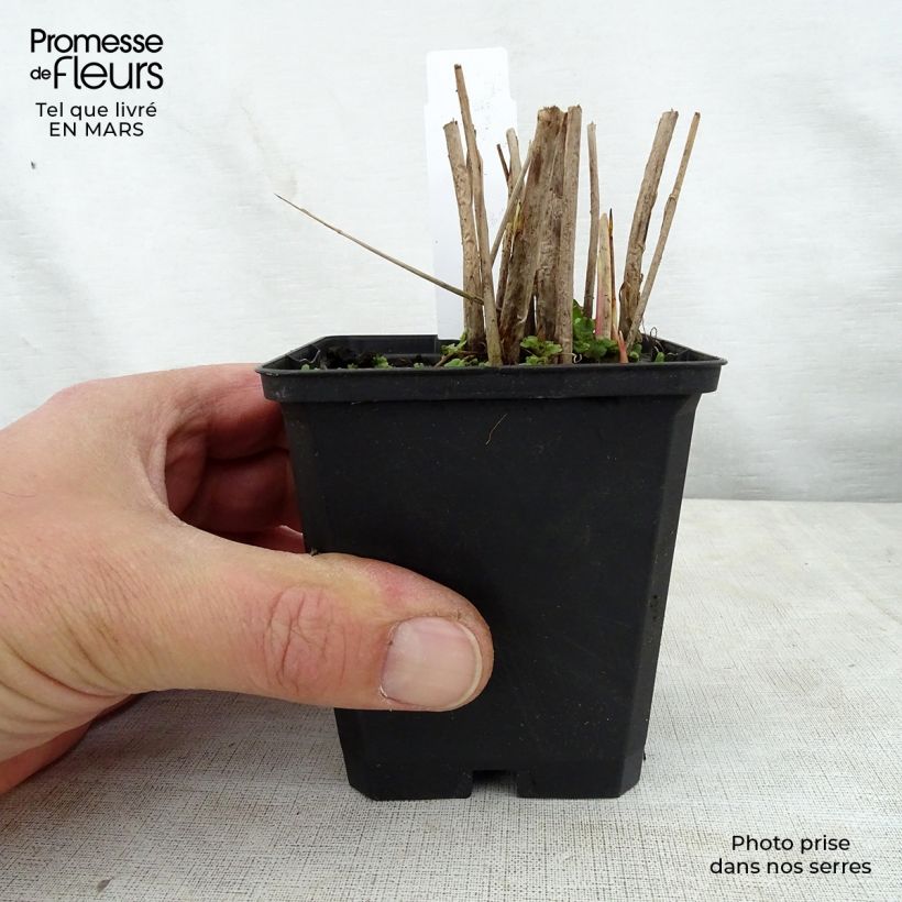 Amostra de Schoenoplectus tabernaemontani Zebrinus Vaso de 8/9 cm tal como entregue na primavera