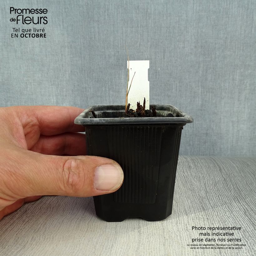 Amostra de Schoenoplectus tabernaemontani Zebrinus Vaso de 8/9 cm tal como entregue no outono