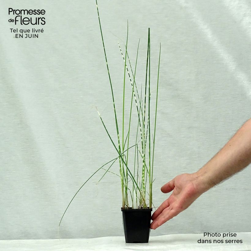 Amostra de Schoenoplectus tabernaemontani Zebrinus Vaso de 8/9 cm tal como entregue no verão