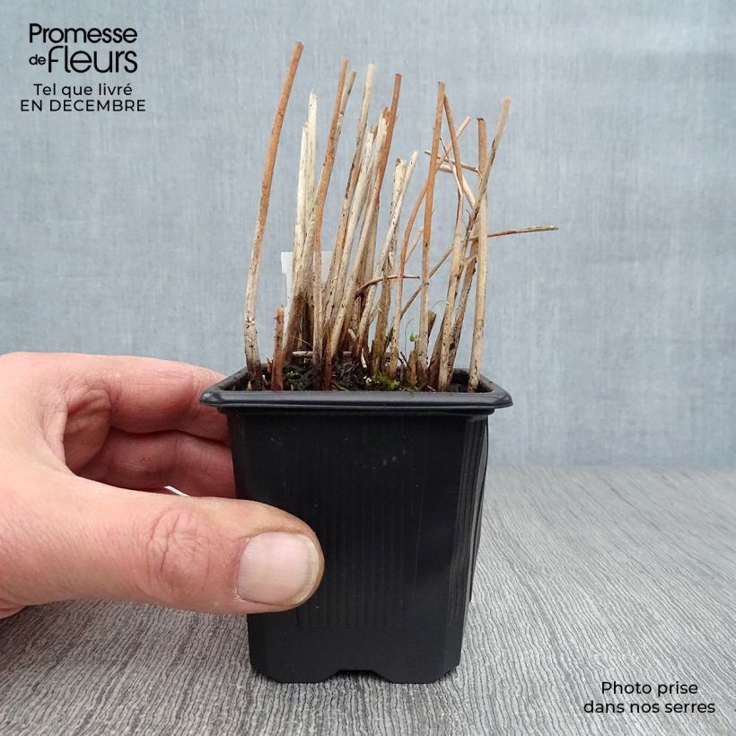 Amostra de Schoenoplectus tabernaemontani Zebrinus - Scirpe aigu à tiges zébrées Vaso de 8/9 cm tal como entregue no inverno