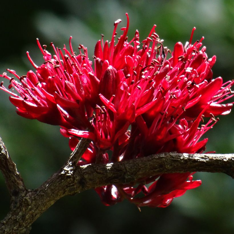 Schotia brachypetala (Floração)
