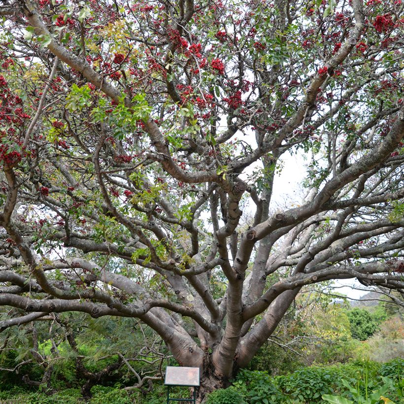 Schotia brachypetala (Hábito)