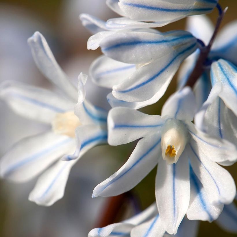 Scilla mischtschenkoana Tubergeniana - Glória-da-neve (Floração)