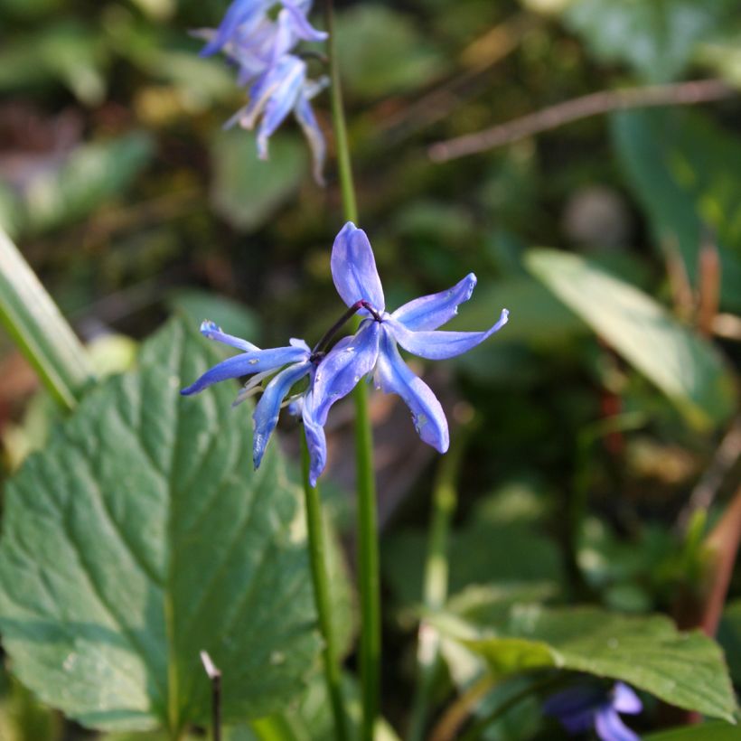 Scilla siberica - Escila-da-sibéria (Floração)