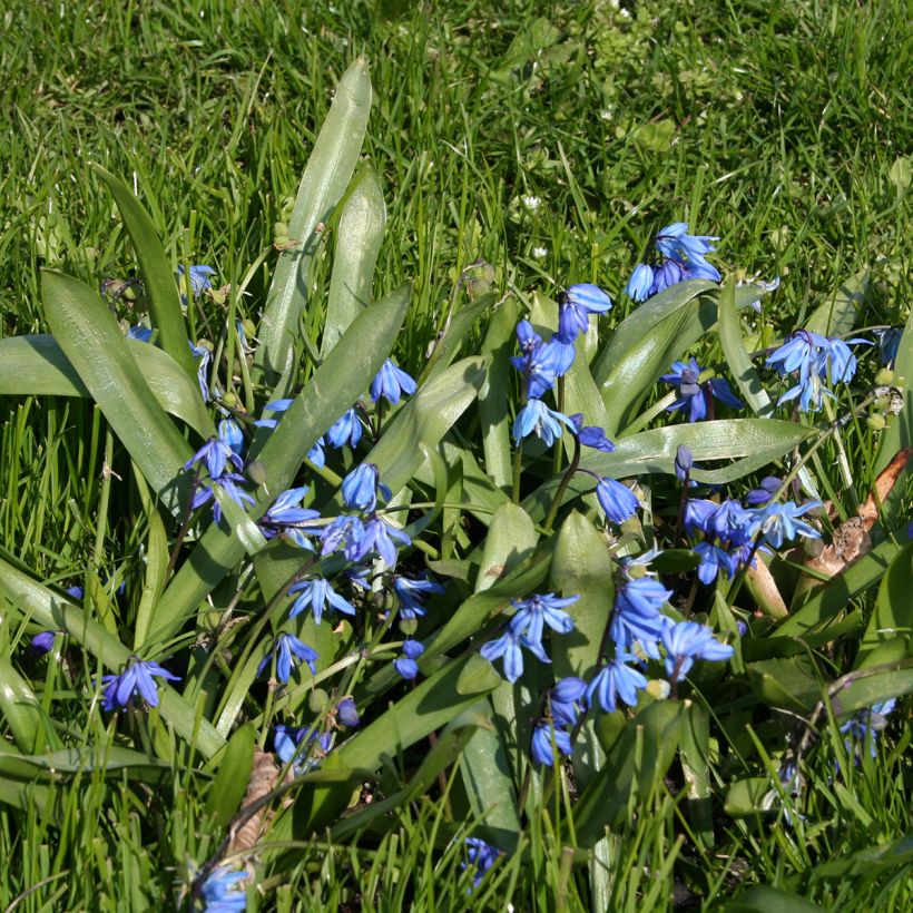 Scilla siberica - Escila-da-sibéria (Hábito)