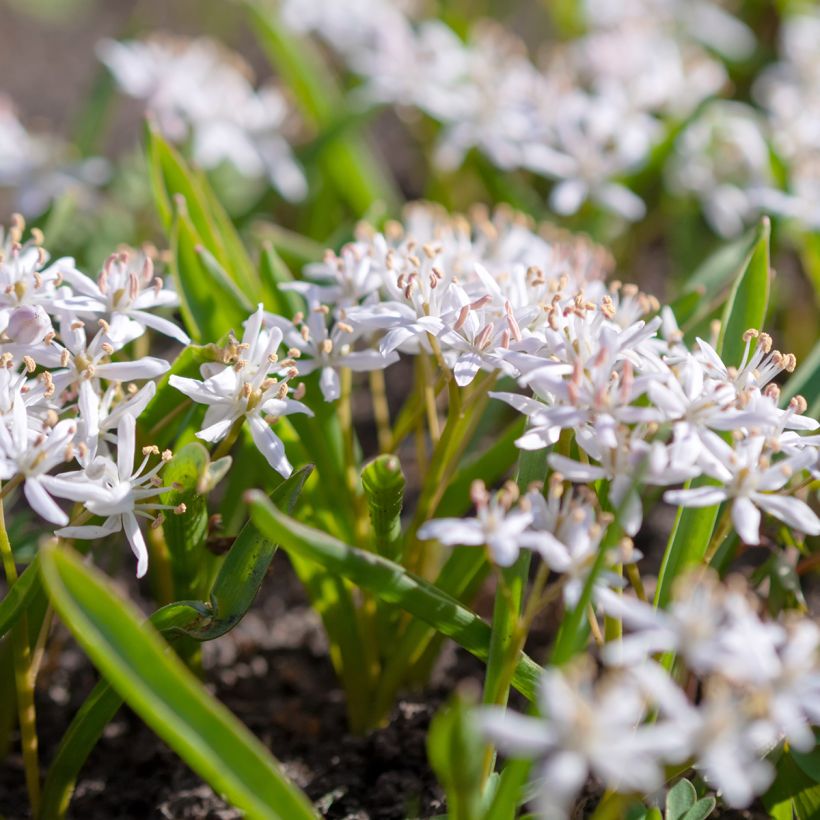 Scilla bifolia Rosea - Glória-da-neve (Hábito)