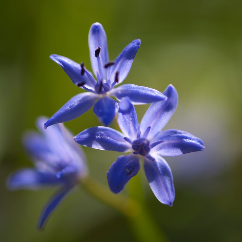 Scilla bifolia - Glória-da-neve (Floração)