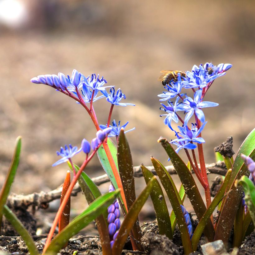 Scilla bifolia - Glória-da-neve (Hábito)