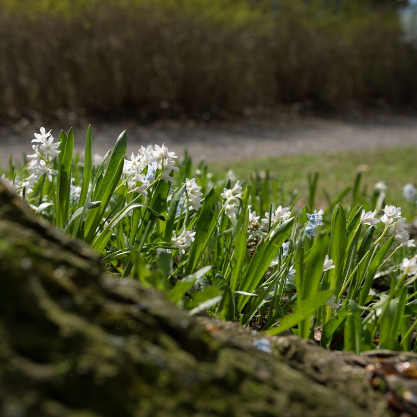 Scilla siberica Alba - Escila-da-sibéria (Hábito)