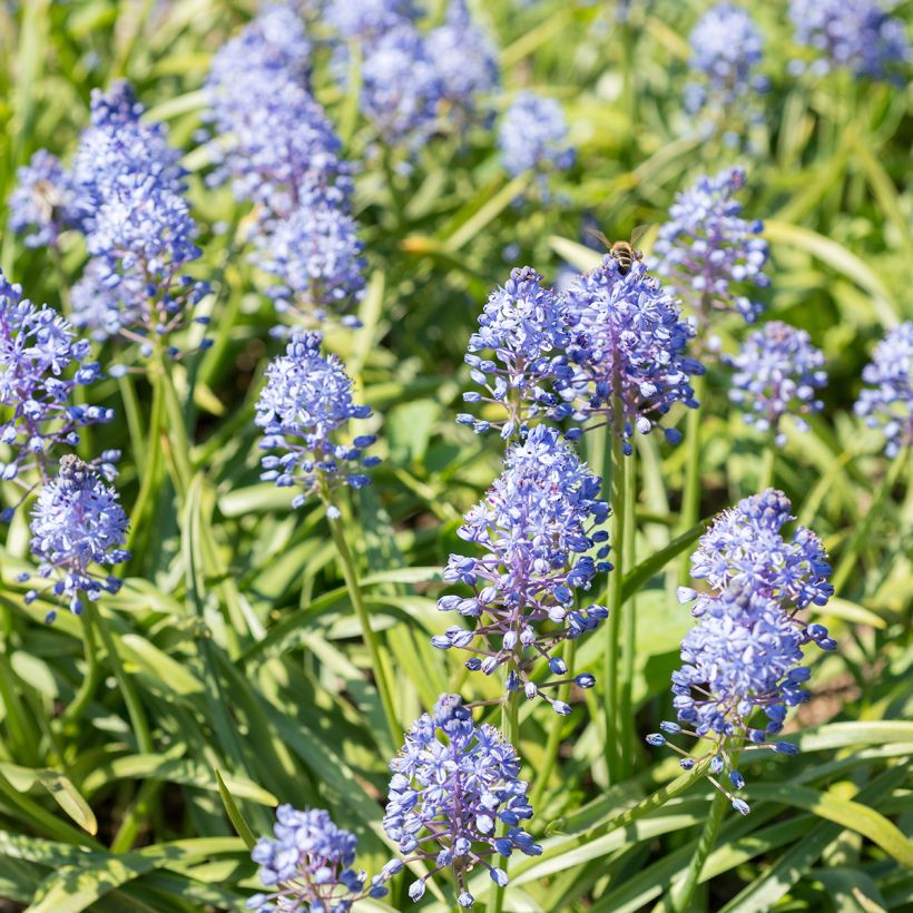 Scilla litardierei - Glória-da-neve (Hábito)