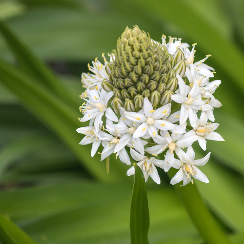 Scilla peruviana White Moon (Floração)