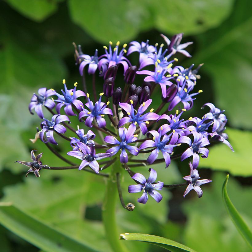 Scilla peruviana (Floração)