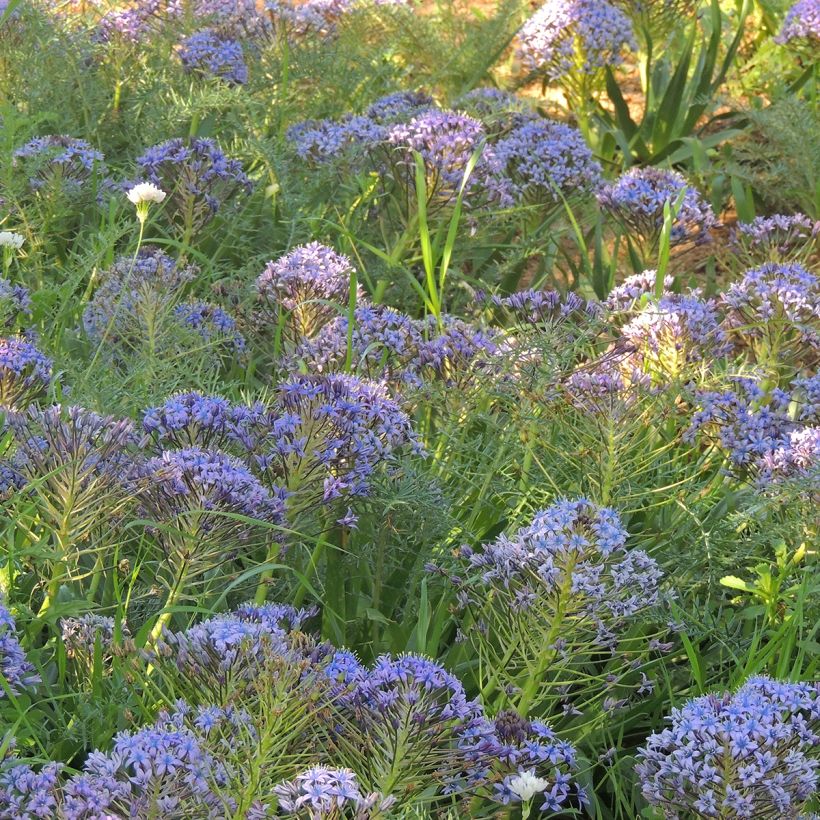 Scilla peruviana (Hábito)