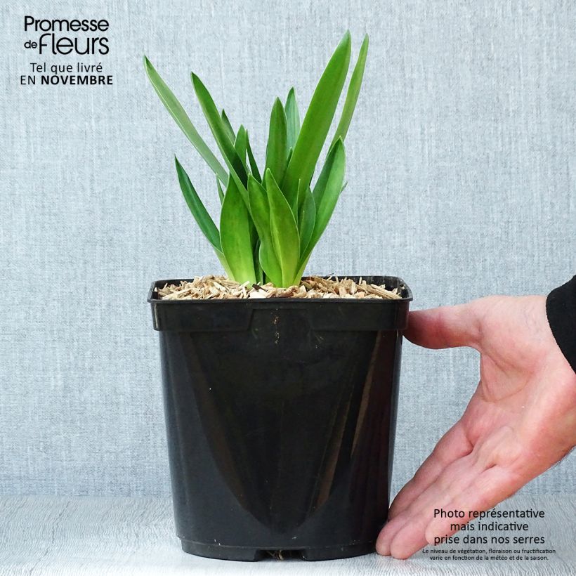 Amostra de Scilla peruviana Vaso de 2 L/3 L tal como entregue no outono