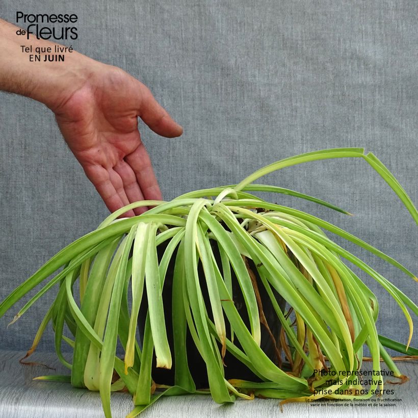 Amostra de Scilla peruviana Vaso de 2 L/3 L tal como entregue no verão