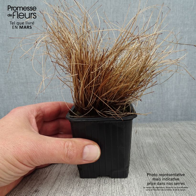 Amostra de Scirpus cernuus - Souchet penché Godet de 7/8 cm tal como entregue no inverno