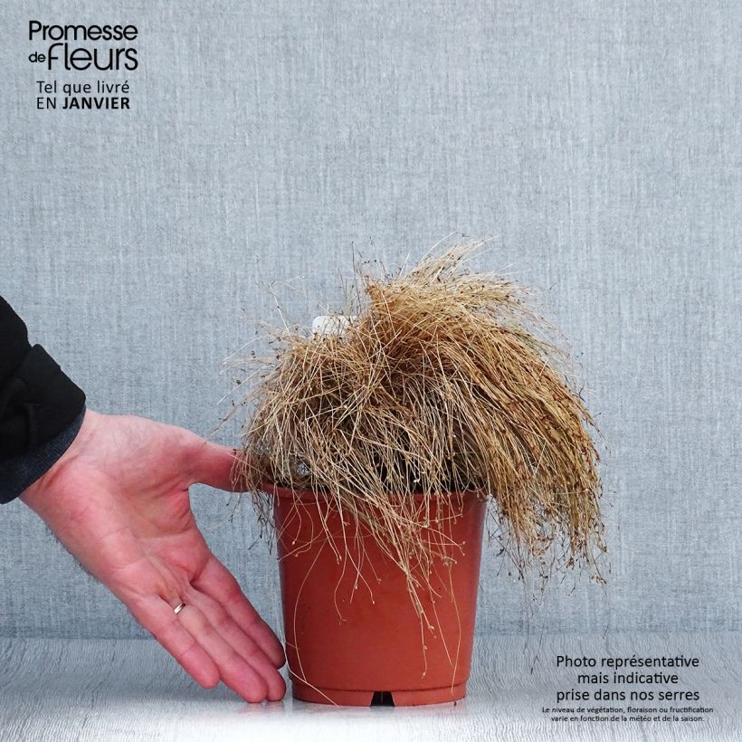 Amostra de Scirpus cernuus - Souchet penché Pot de 1L/1,5L tal como entregue no inverno