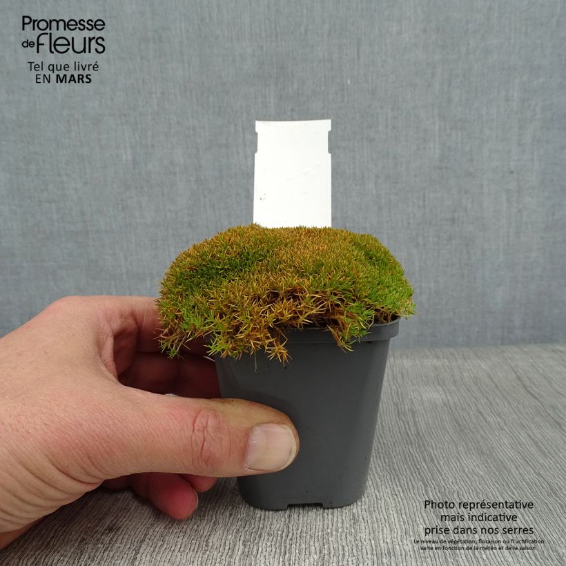 Amostra de Scleranthus uniflorus - Scléranthe  Godet de 8/9 cm tal como entregue no inverno