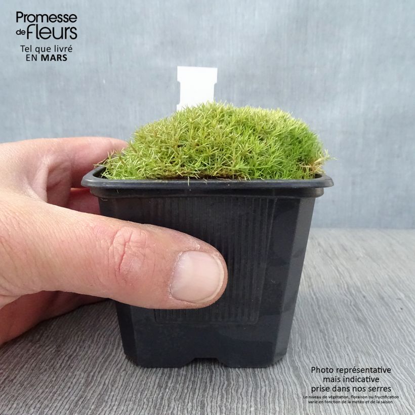 Amostra de Scleranthus uniflorus Vaso de 8/9 cm tal como entregue na primavera
