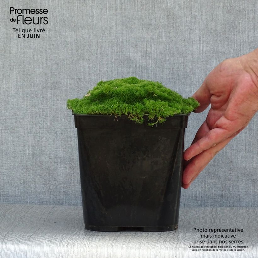 Amostra de Scleranthus uniflorus Vaso de 3 L/4 L tal como entregue no verão
