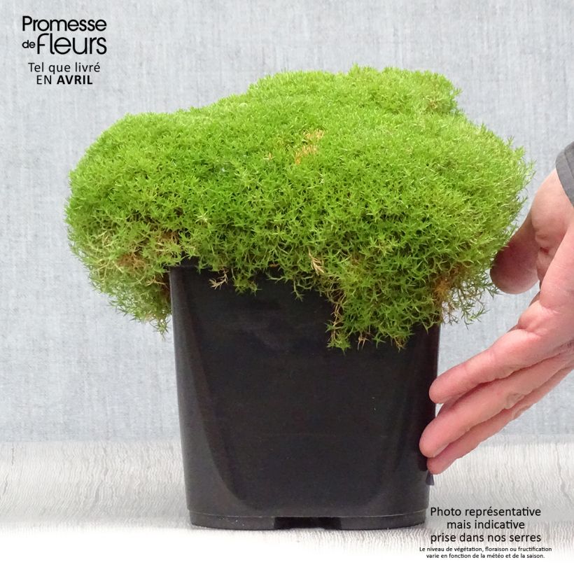 Amostra de Scleranthus uniflorus Vaso de 3 L/4 L tal como entregue na primavera