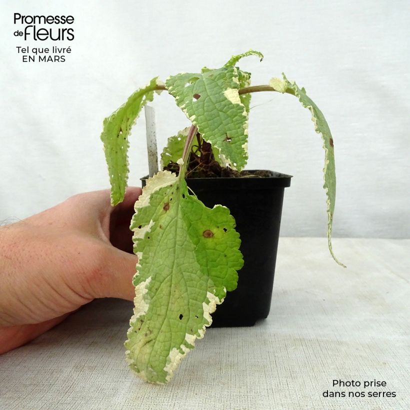 Amostra de Scrophularia auriculata Variegata Vaso de 8/9 cm tal como entregue na primavera