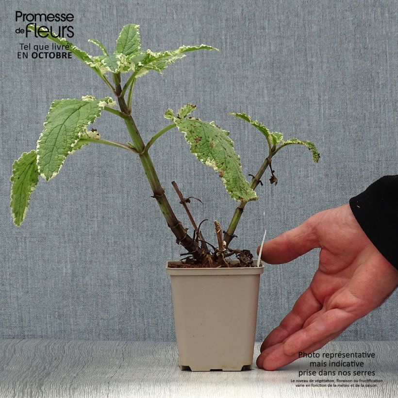Amostra de Scrophularia auriculata Variegata Vaso de 8/9 cm tal como entregue no outono