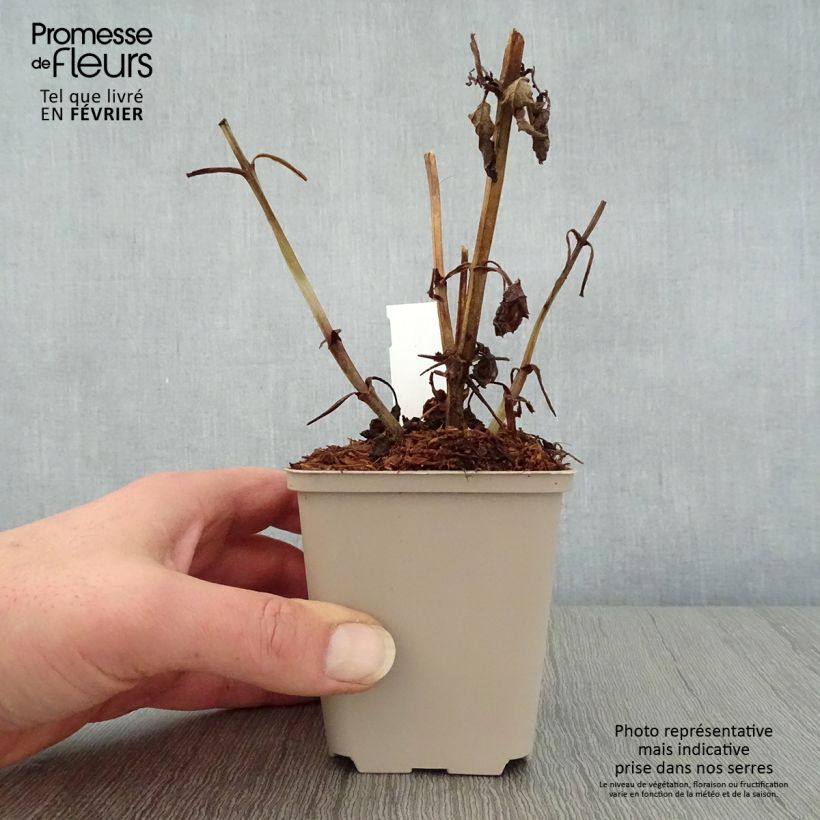 Amostra de Scrophularia auriculata Variegata - Scrofulaire à oreillettes panachée Vaso de 8/9 cm tal como entregue no inverno