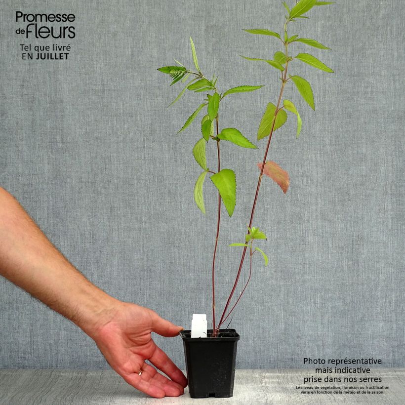 Amostra de Scutellaria incana Vaso de 8/9 cm tal como entregue no verão