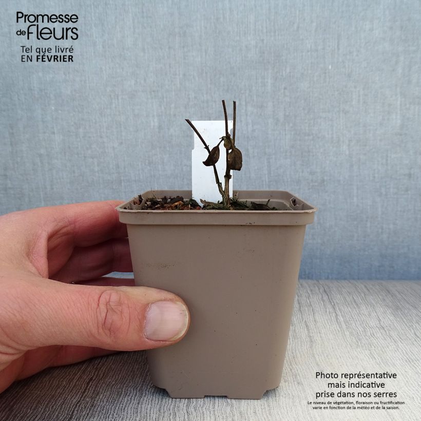 Amostra de Scutellaria Incana, Scutellaire Vaso de 8/9 cm tal como entregue no inverno