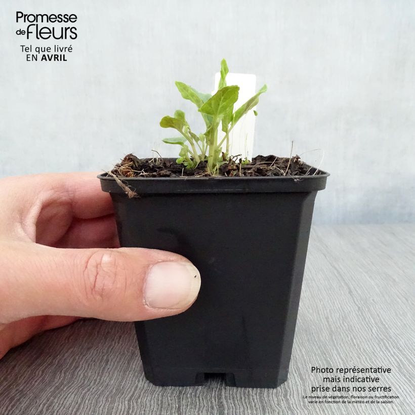 Amostra de Scutellaria incana Vaso de 8/9 cm tal como entregue na primavera