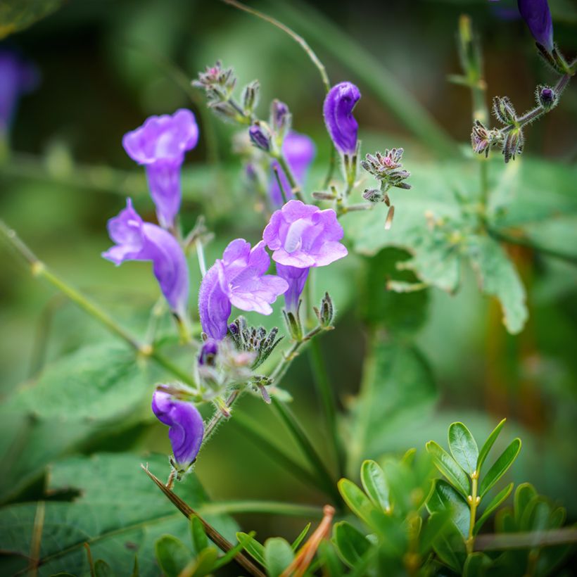 Scutellaria incana (Floração)