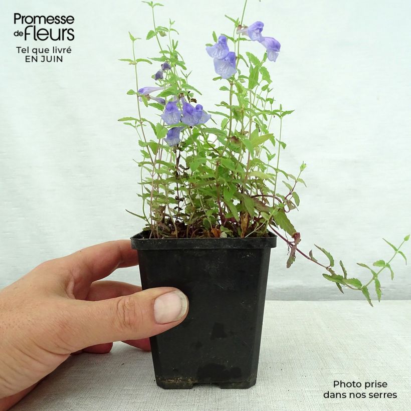 Amostra de Scutellaria scordiifolia Vaso de 8/9 cm tal como entregue no verão