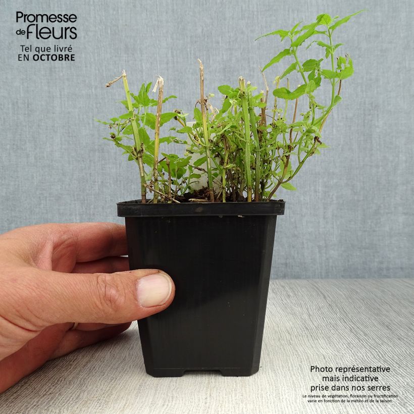 Amostra de Scutellaria scordiifolia Vaso de 8/9 cm tal como entregue no outono