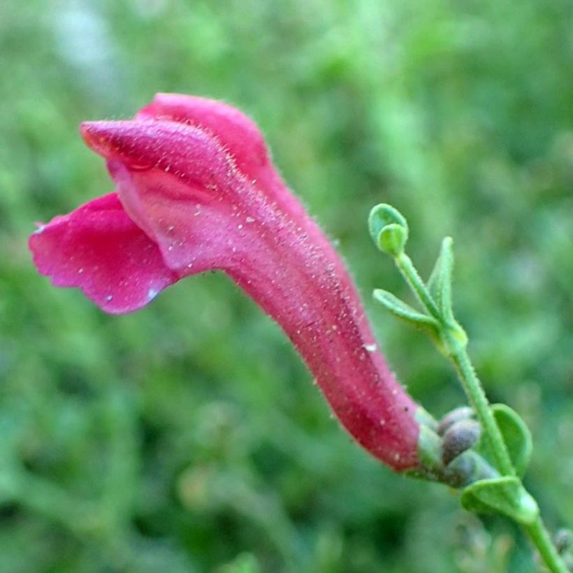 Scutellaria suffrutescens (Floração)