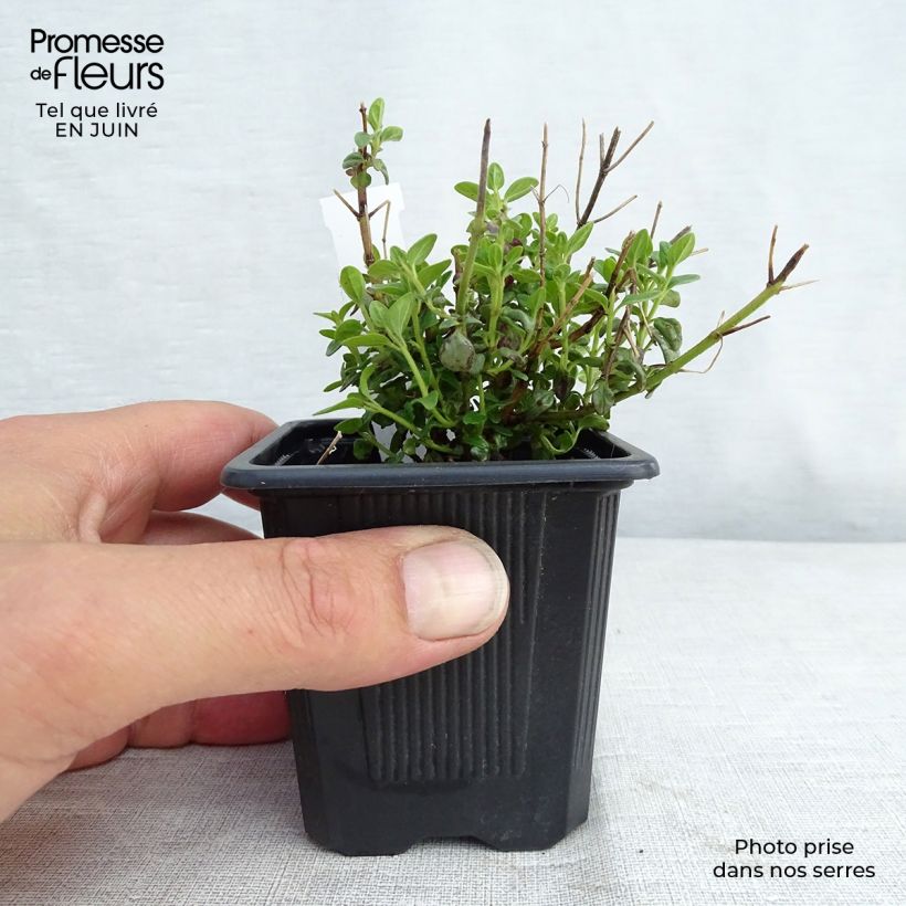 Amostra de Scutellaria suffrutescens Vaso de 8/9 cm tal como entregue no verão