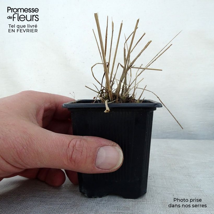 Amostra de Scutellaria suffrutescens Vaso de 8/9 cm tal como entregue no inverno