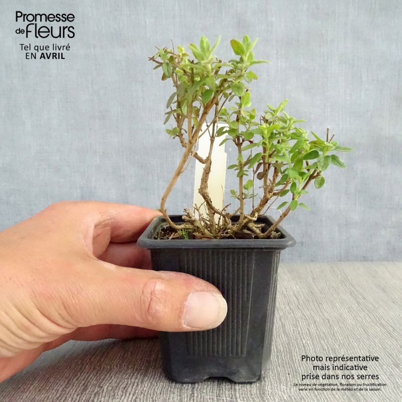 Amostra de Scutellaria suffrutescens Vaso de 8/9 cm tal como entregue na primavera