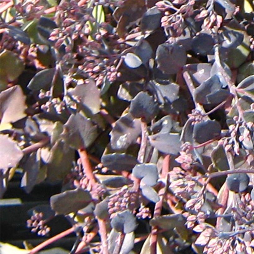 Sedum Bertram Anderson (Folhagem)