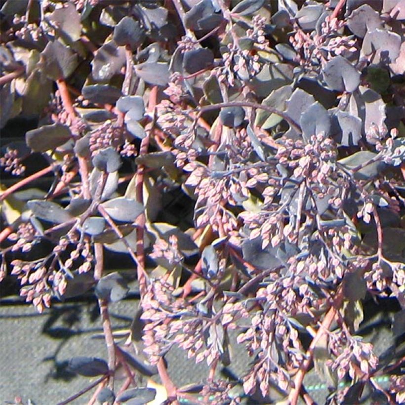 Sedum Bertram Anderson (Floração)