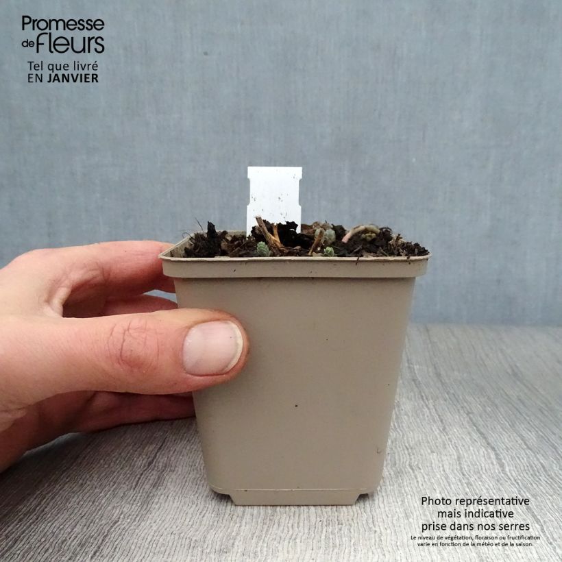 Amostra de Sedum Bertram Anderson Vaso de 8/9 cm tal como entregue no inverno