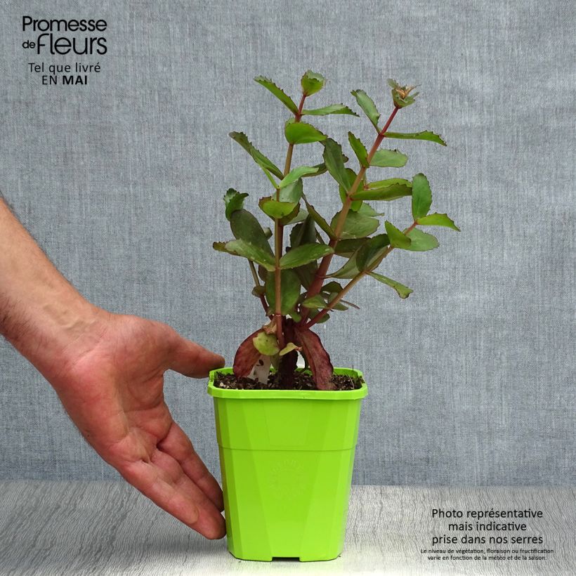 Amostra de Sedum Black Knight Dolseb Vaso de 1 L/1,5 L tal como entregue na primavera