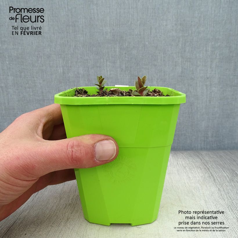 Amostra de Sedum Black Knight Dolseb Vaso de 1 L/1,5 L tal como entregue no inverno