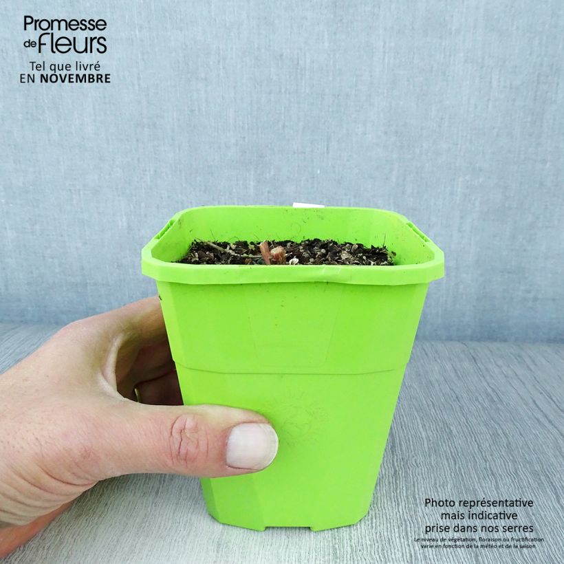 Amostra de Sedum Black Knight Dolseb Vaso de 1 L/1,5 L tal como entregue no outono